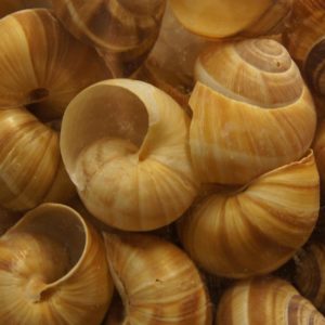 Snail Shells 36's